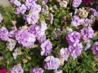 Petúnie (Petunia x hybrida)