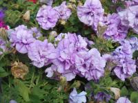Petúnie (Petunia x hybrida)
