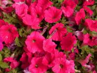 Petúnie (Petunia x hybrida)