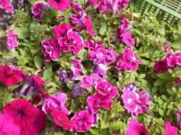 Petúnie (Petunia x hybrida)