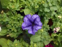 Petúnie (Petunia x hybrida)