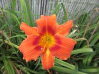 Denivka 'Holiday Delight' (Hemerocallis)