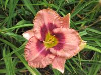 Denivka 'Awesome Blossom' (Hemerocallis)