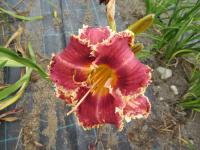 Denivka 'Oklahoma Sand Burr' (Hemerocallis)