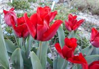 Tulipán 'Merry Go Round' - Mnohokvěté tulipány (Tulipa)