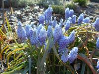 Modřenec arménský 'Valerie Finnis' (Muscari armeniacum)