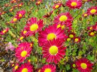 Chrysanthemum x morifolium 'Cousin Joan' Chrysanthemum plant Chrysanthemum x morifolium 'Cousin Joan' Chrysanthemum plant