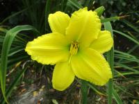 Denivka 'Green Flutter' (Hemerocallis)