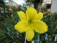 Denivka 'Green Flutter' (Hemerocallis)