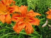 Denivka plavá 'Kwanso' (Hemerocallis fulva)