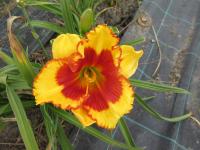 Denivka 'Morning Colors' (Hemerocallis)