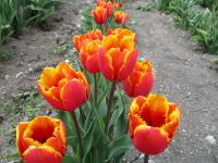 Tulipán 'Palmares' - Třepenité tulipány (Tulipa)