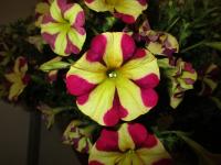 Petúnie 'Amore Queen of Hearts' (Petunia x hybrida)