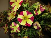 Petúnie 'Amore Queen of Hearts' (Petunia x hybrida)