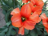 Tulipán 'My Lady' - Darwin hybridy (Tulipa)