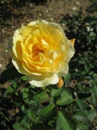Růže 'Graham Tomas' - Anglické růže (Rosa)