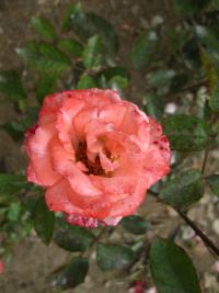 Růže 'Münchner Kindl' - Mnohokvěté růže (Rosa)