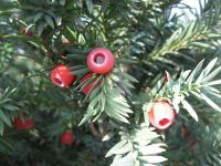 Tis červený 'Schwarzgrün' (Taxus baccata)