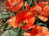 Tulipán 'My Lady' - Darwin hybridy (Tulipa)