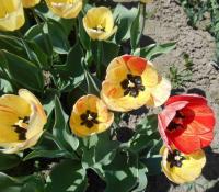 Tulipán 'Silver Stream' - Darwin hybridy (Tulipa)