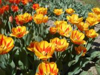 Tulipán 'Olympic Flame' - Darwin hybridy (Tulipa)