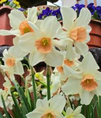 Narcis 'Bell Song' - Jonquilla narcisy (Narcissus)