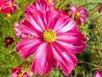 Krásenka zpeřená 'Fizzy Rose' (Cosmos bipinnatus)