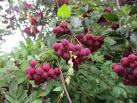 Jeřáb granátový 'Granatina' (Sorbus aucuparia x Crataegus sanguinea)