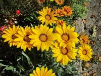 Gazánie zářivá 'Frosty Kiss Yellow' (Gazania rigens)