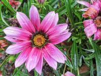 Gazánie zářivá 'New Day Pink' (Gazania rigens)