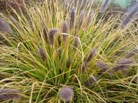 Dochan psárkovitý 'Red Head' (Pennisetum alopecuroides)