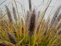 Dochan psárkovitý 'Red Head' (Pennisetum alopecuroides)