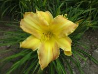 Denivka 'Parade Queen' (Hemerocallis)