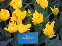 Tulipán 'Monte Spider' - Plnokvěté rané tulipány (Tulipa)