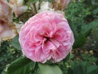 Růže 'Rosengräfin Marie Henriette' - Mnohokvěté růže (Rosa)