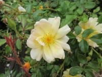 Růže 'Amber Sun' - Pokryvné růže (Rosa)