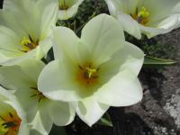 Tulipán Fosterův 'Purissima Design' - Fosteriana tulipány (Tulipa fosteriana)