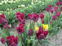 Tulipán 'Crown of Negrita' - Triumph tulipány (Tulipa)
