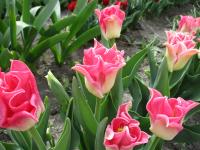 Tulipán 'Crown of Dynasty' - Triumph tulipány (Tulipa)