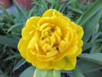 Tulipán 'Yellow Pomponette' - Plné pozdní tulipány (Tulipa)