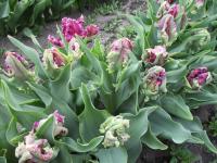 Tulipán 'Mysterious Parrot' - Papouškovité tulipány (Tulipa)