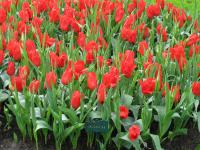 Tulipán 'Jacqueline' - Liliokvěté tulipány (Tulipa)