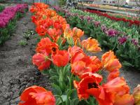 Tulipán 'Flower Power' - Papouškovité tulipány (Tulipa)