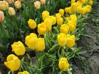Tulipán 'Yellow Wave' - Darwin hybridy (Tulipa)