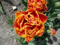 Tulipán 'Fringed Beauty' - Třepenité tulipány (Tulipa)