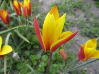 Tulipán 'Tubergen's Gem' (Tulipa clusiana var chrysantha)
