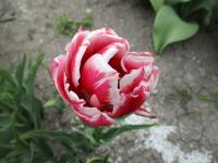 Tulipán 'Wedding Gift' - Plné pozdní tulipány (Tulipa)