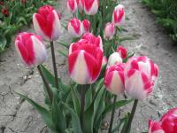 Tulipán 'Pink Whispers' - Darwin hybridy (Tulipa)
