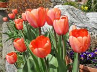 Tulipán 'Apricot Impression' - Darwin hybridy (Tulipa)