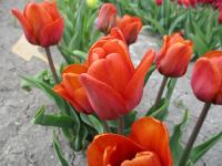 Tulipán 'Cairo' - Triumph tulipány (Tulipa)